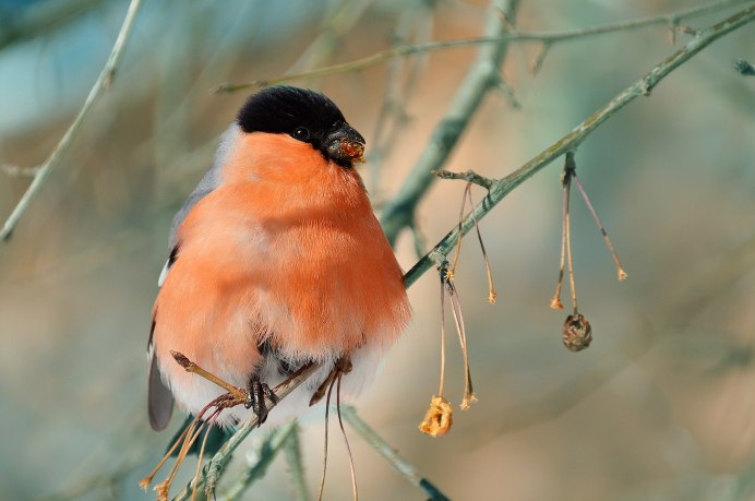 Снегирь синица свиристель