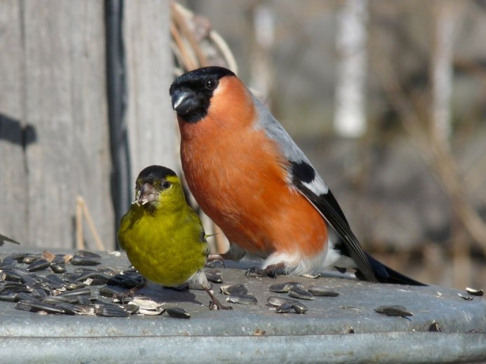 Синичка с красной грудкой