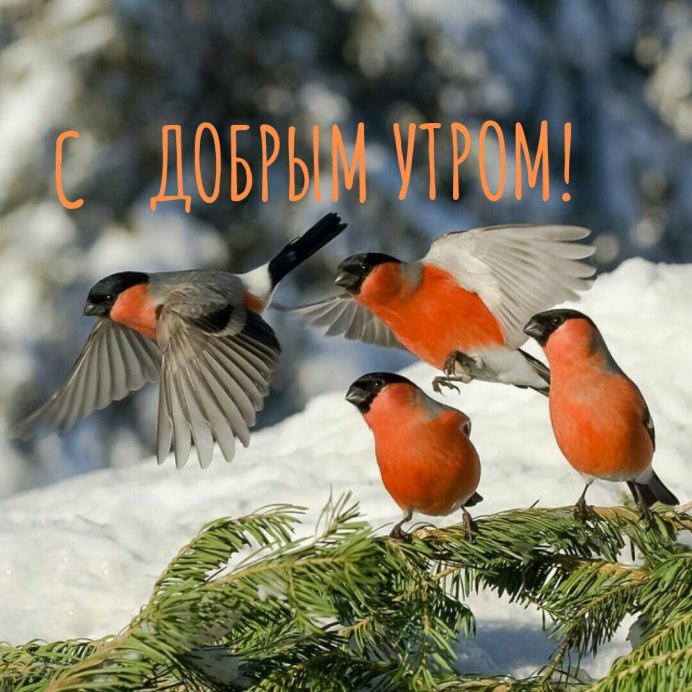 Желтогрудый Снегирь