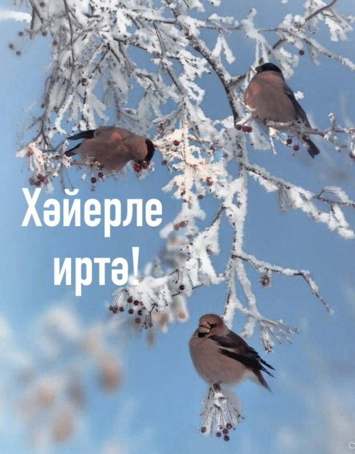 Доброе утро с птичками зимой