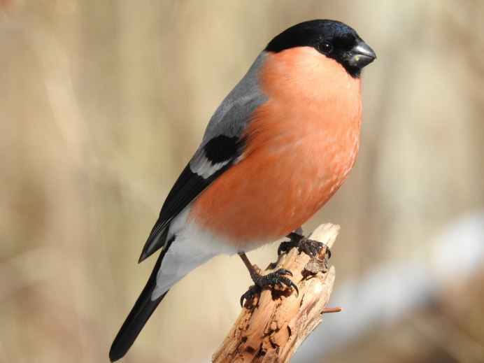 Воробей на ветке рябины