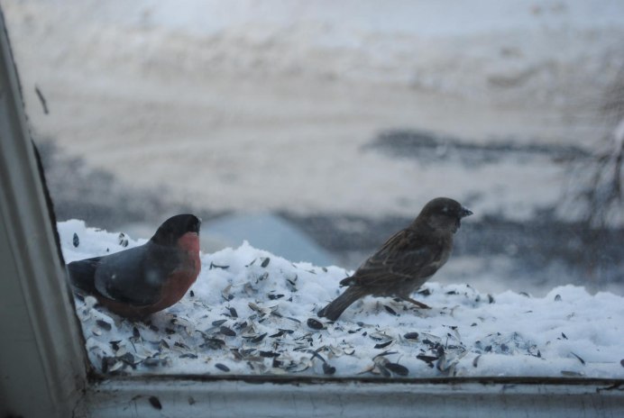 Снегирь и Воробей одно и то же?
