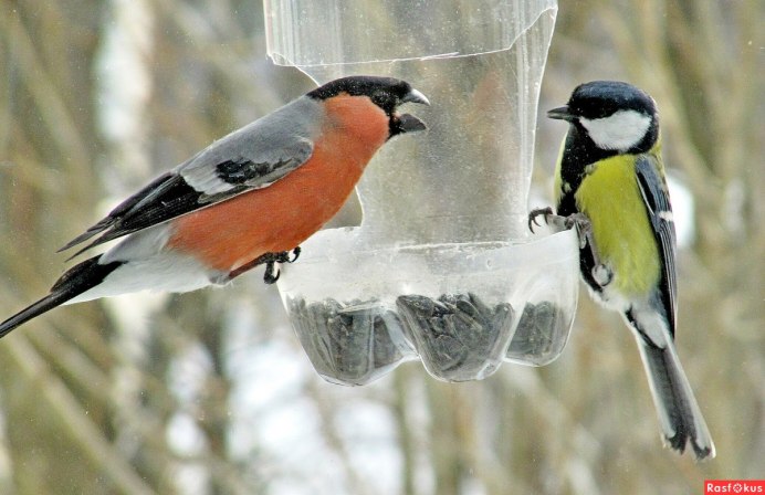 Птица синица и Снегирь