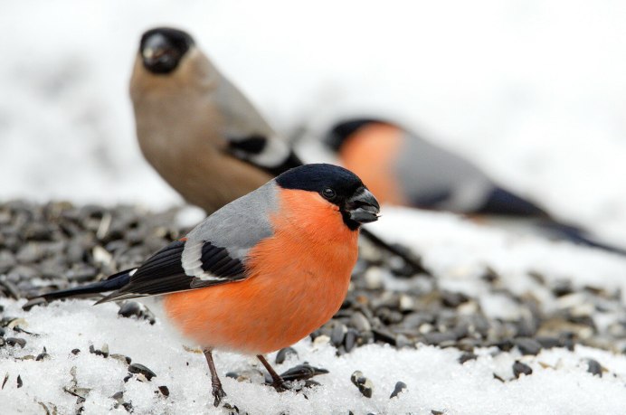 Где водятся Снегири
