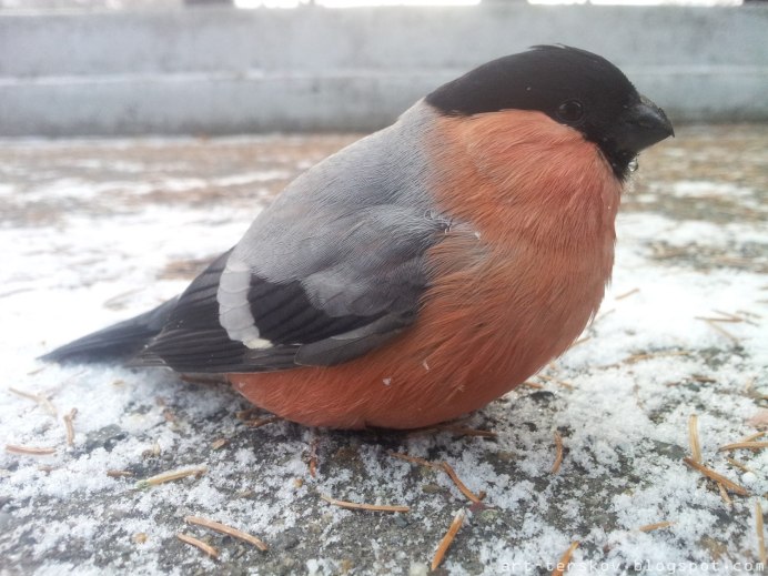 Грустный Снегирь