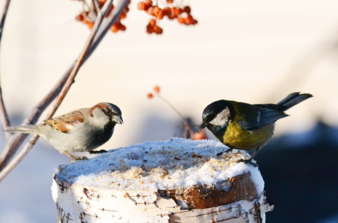 Снегирь синица Воробей на кормушке