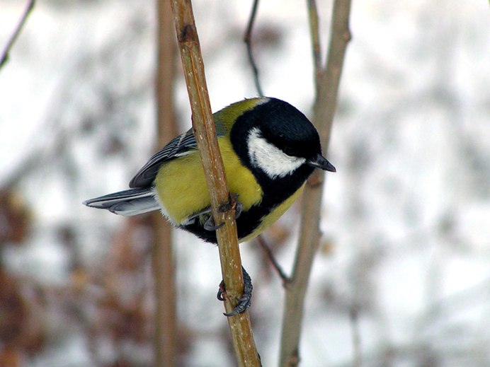 Сорока дятел синичка