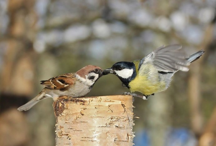 Птички воробьи синички