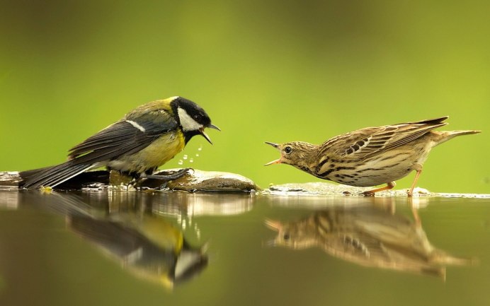 Драка воробья и синицы