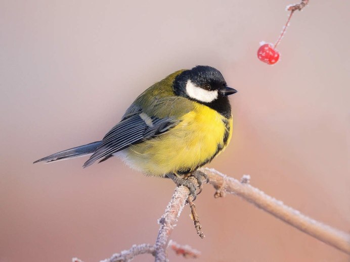 Синицы щеглы Снегири