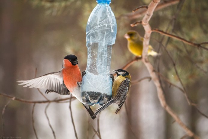 Птицы около домов