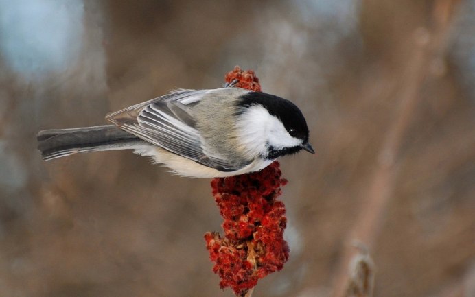 Арчибальд Торберн певчие птицы