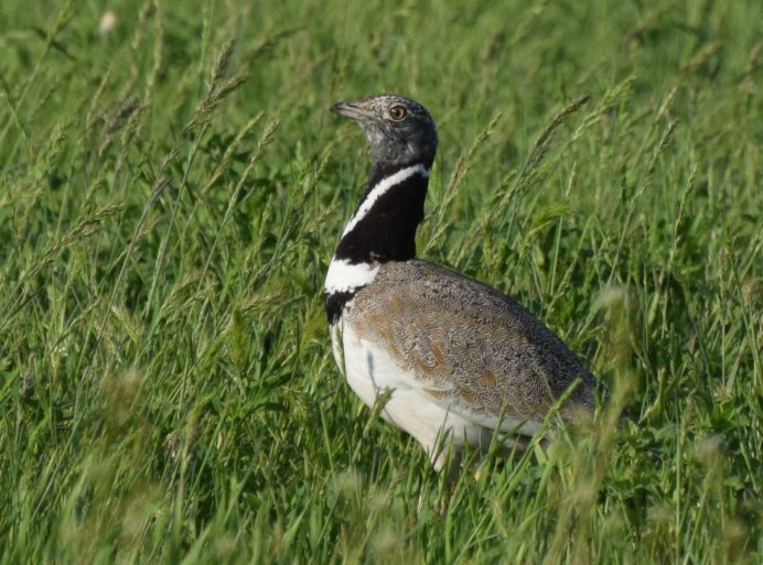 Стрепет Tetrax Tetrax (Linnaeus, 1758)
