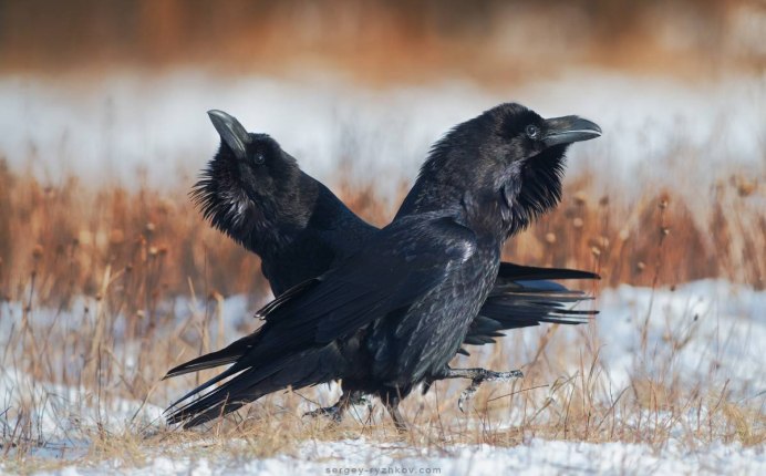 Корвус Коракс ворон