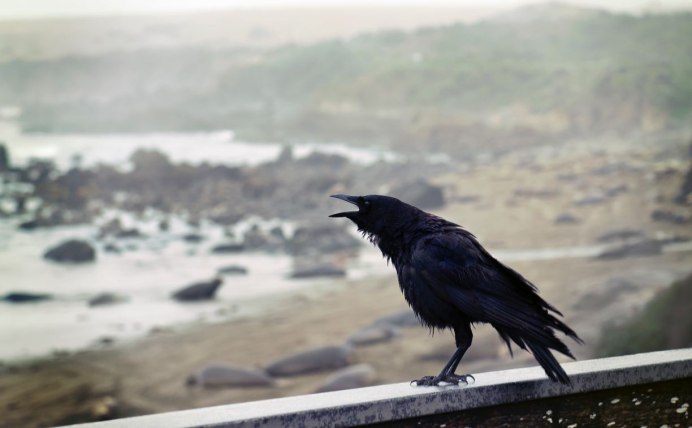 Crow Hunting. Кроухантинг