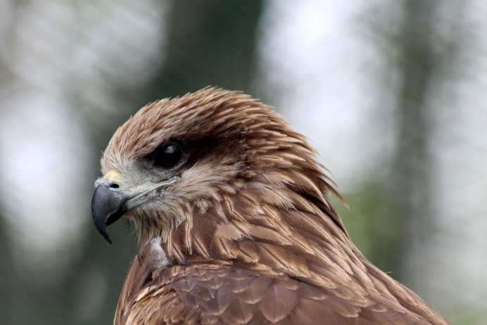 Красный Коршун Milvus Milvus
