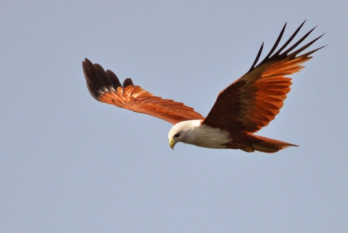 Красный Коршун Milvus Milvus