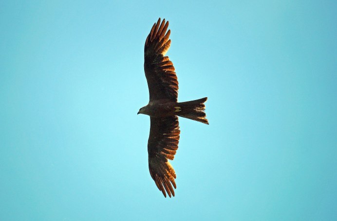 Черный Коршун Milvus Migrans