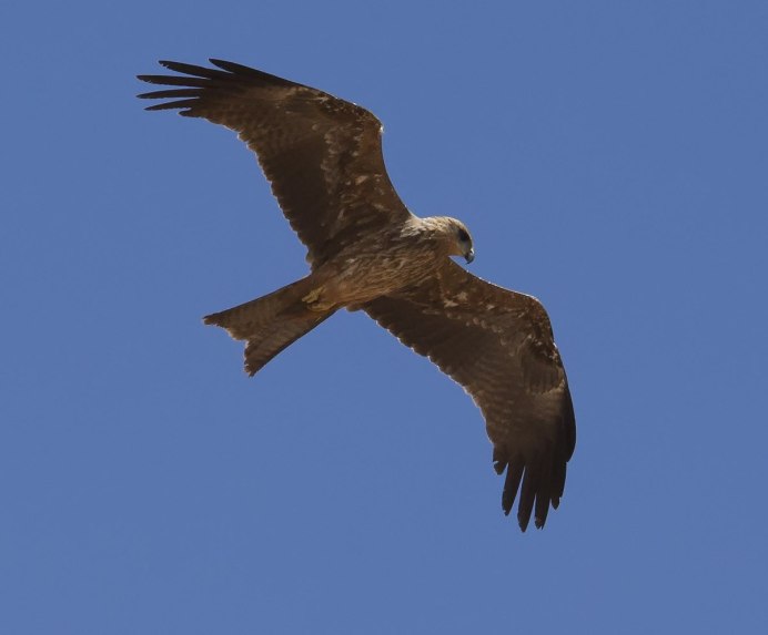 Черный Коршун Milvus Migrans