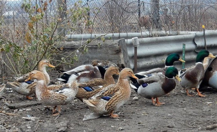 Украинская порода уток