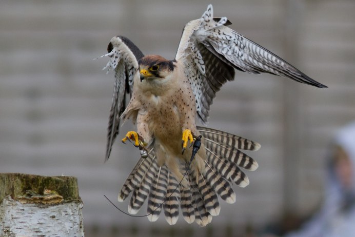 Bird Hover