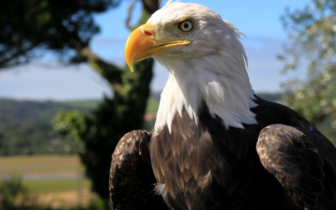 Беркут Aquila chrysaetos