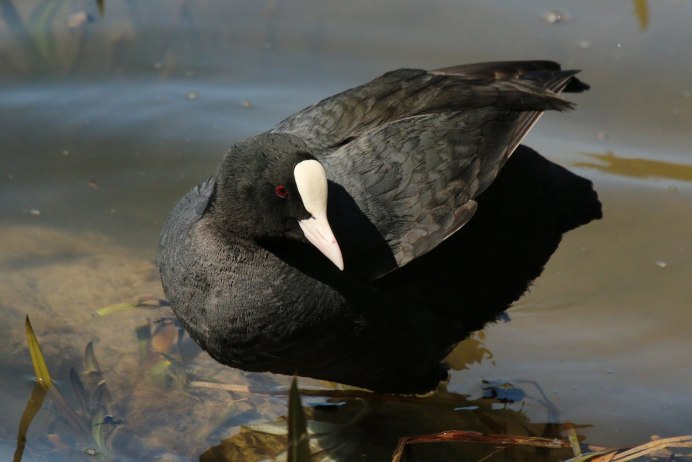Черно белая птица с длинным клювом