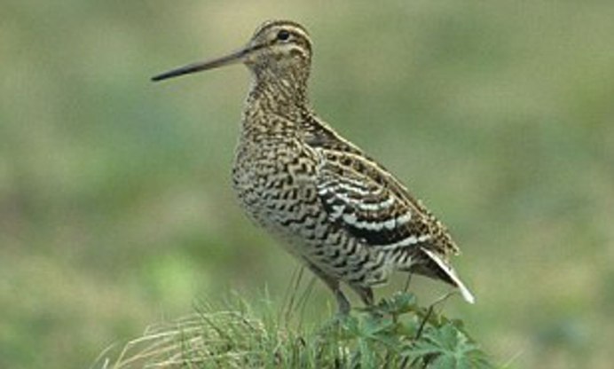 Бекас Кулик птица