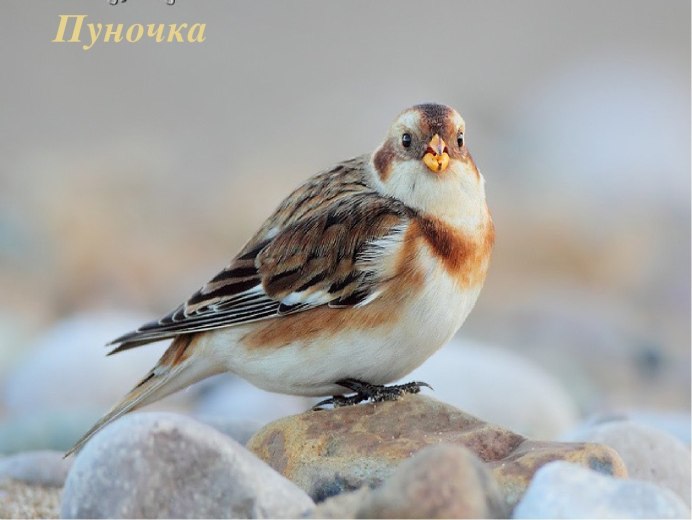 Пуночка самец тундровой