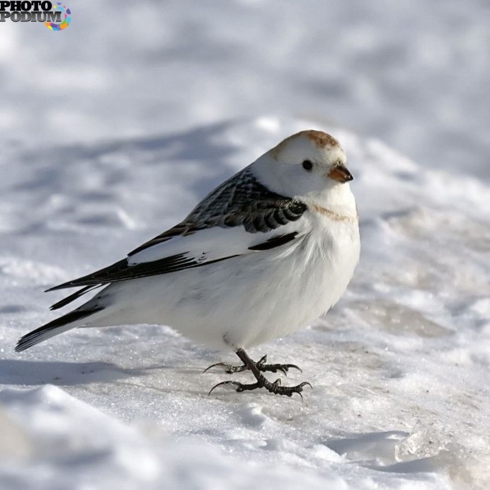 Plectrophenax nivalis