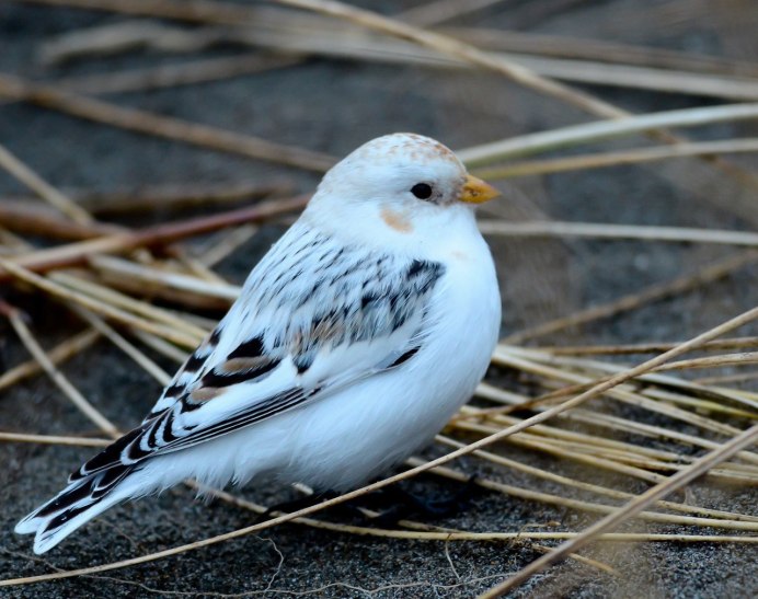 Plectrophenax nivalis
