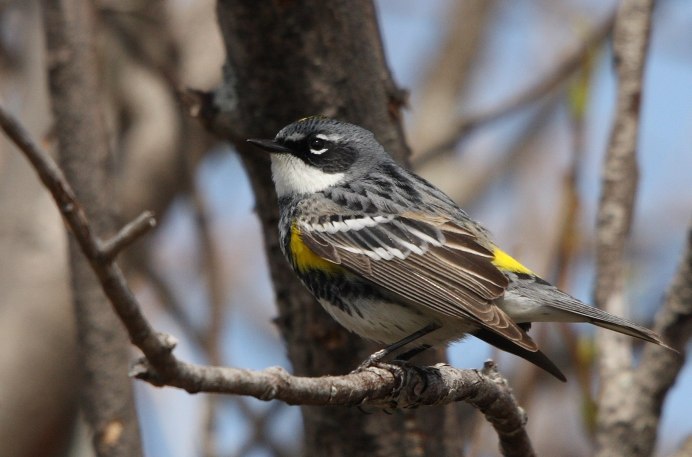 Певун Речной (Seiurus noveboracensis)