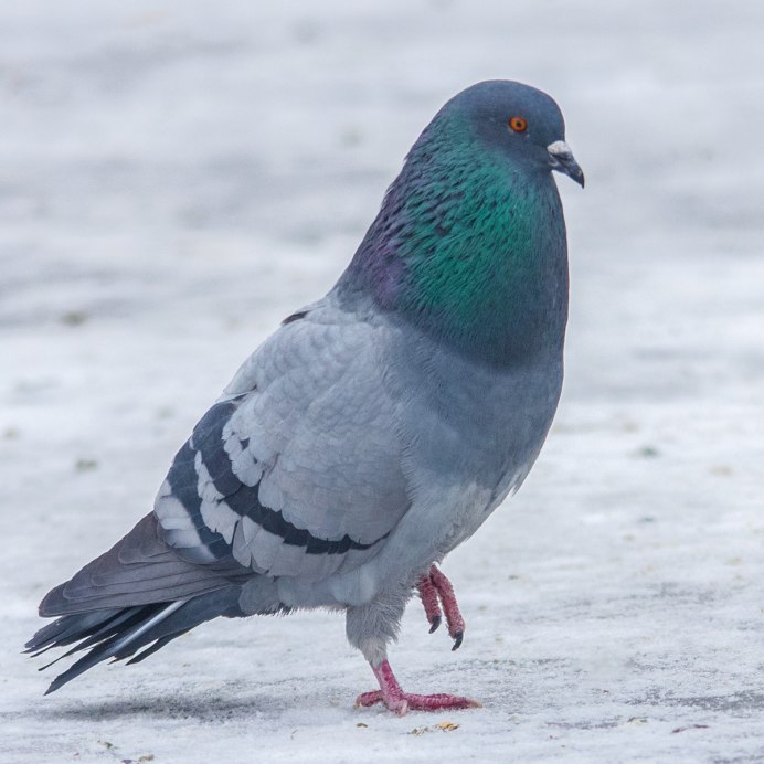 Птица Columba Livia