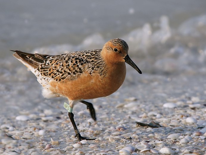 Исландский песочник (Calidris canutus)