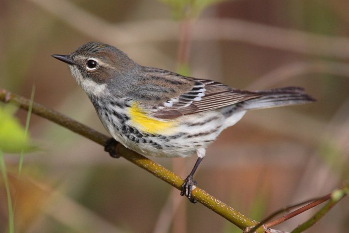 Миртовый Лесной певун (Dendroica coronata)