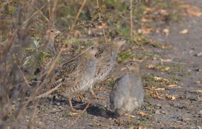 Серая куропатка (Perdix Perdix)