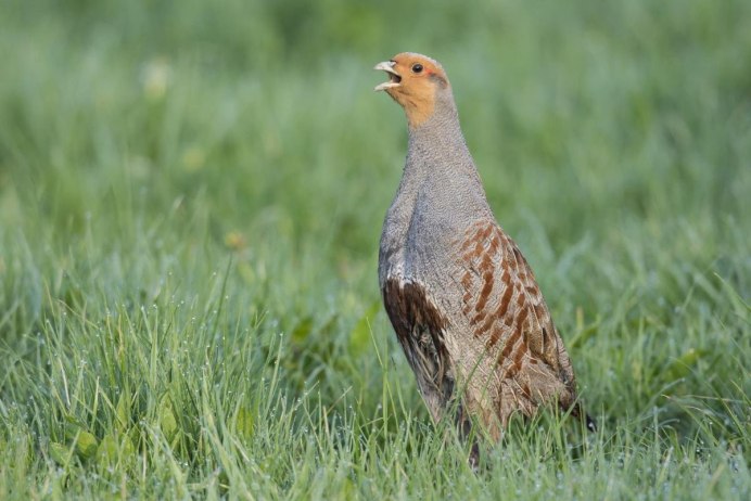 Серая куропатка (Perdix Perdix)