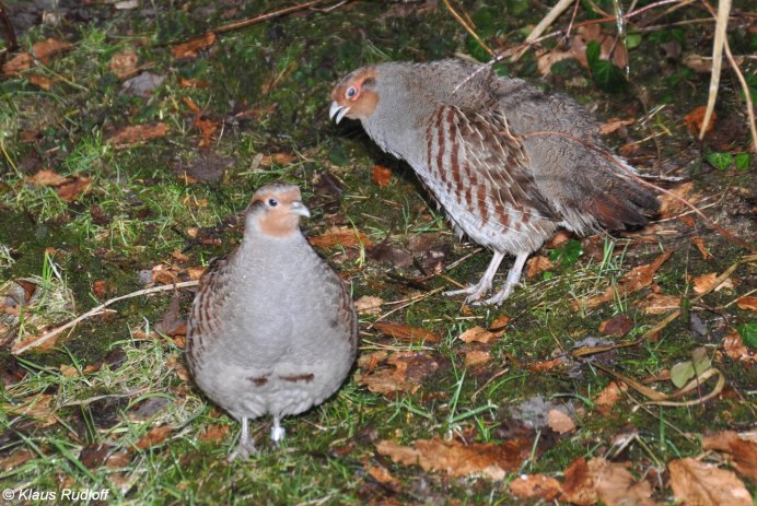 Бородатая куропатка (Perdix dauurica)