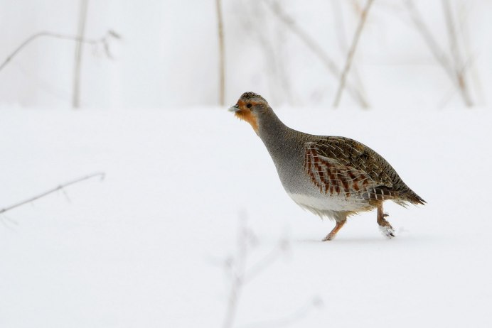 Белая куропатка (lagopus lagopus)