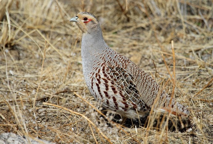 Серая куропатка (Perdix Perdix)