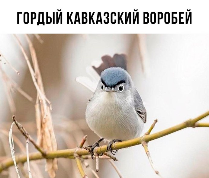Смешной Воробей