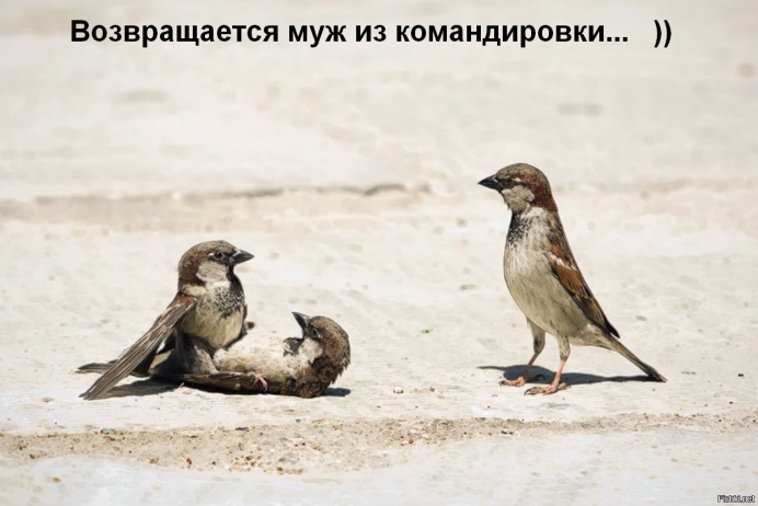 Воробей прикол