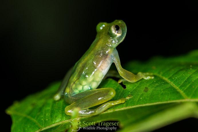 Стеклянная лягушка (Glass Frog)