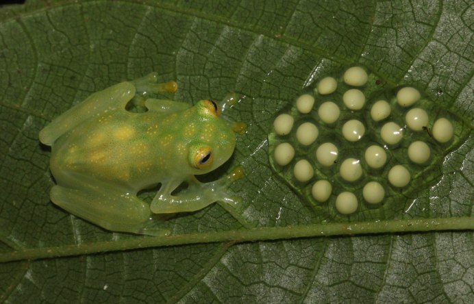 Стеклянная лягушка (Hyalinobatrachium ruedai)