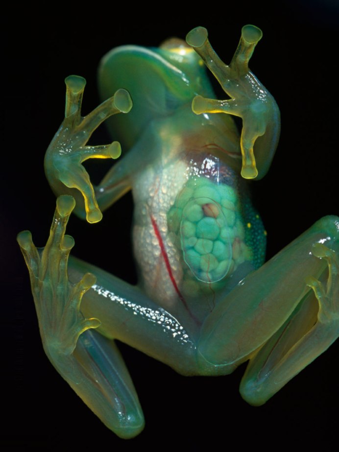 Стеклянная лягушка (Glass Frog)