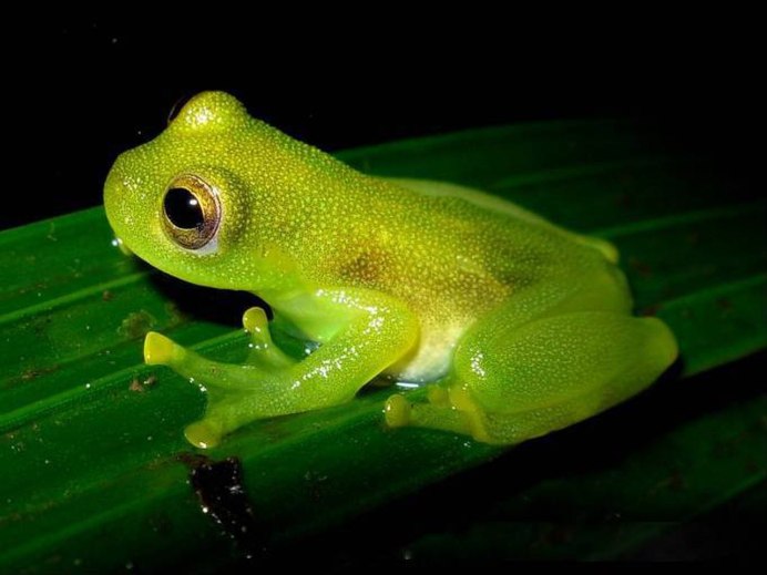 Hyalinobatrachium Dianae
