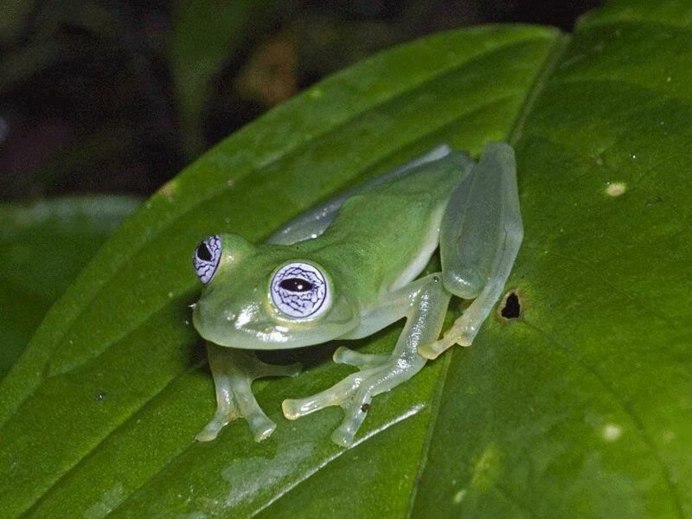 Hyalinobatrachium Dianae