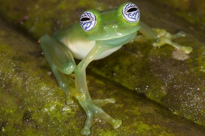 Стеклянная лягушка (Glass Frog)