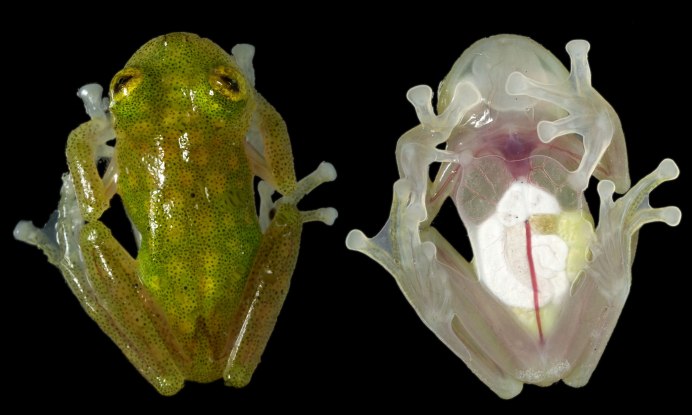Стеклянная лягушка (лат.Centrolenidae)