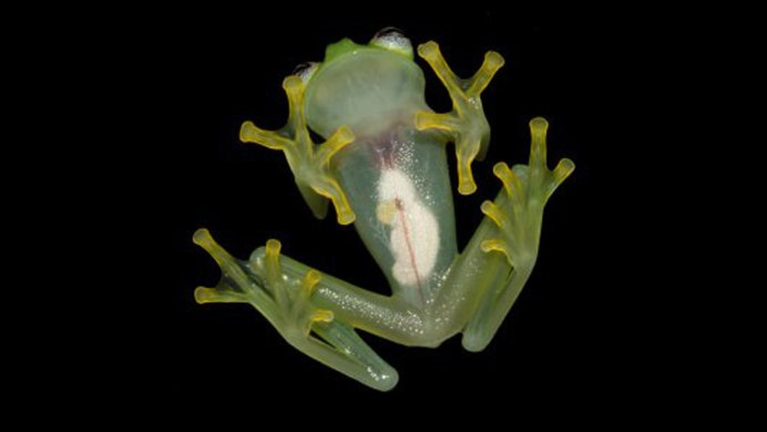 Hyalinobatrachium Dianae